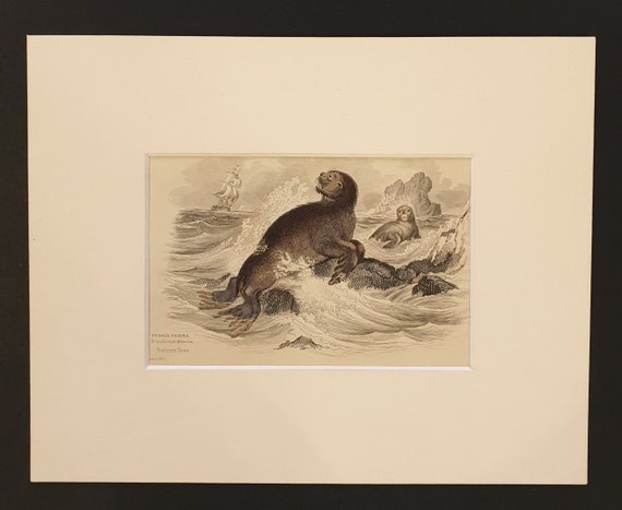 The Sea Bear - Original 1839 hand coloured print in mount