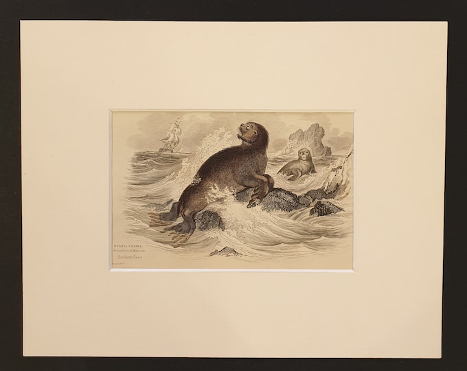 The Sea Bear - Original 1839 hand coloured print in mount