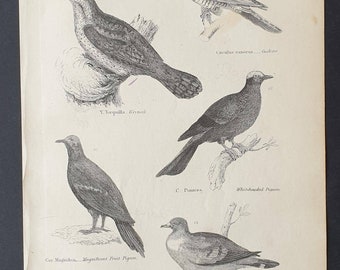 Pigeons / Stock Dove and Cuckoo - Original c1860's Museum of Natural History print
