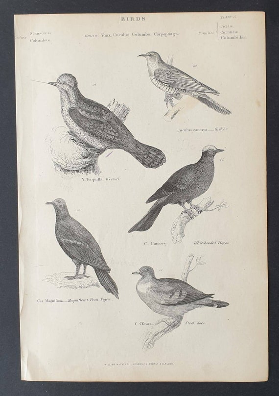 Original c1860's Museum of Natural History print - Pigeons/ Stock Dove and Cuckoo