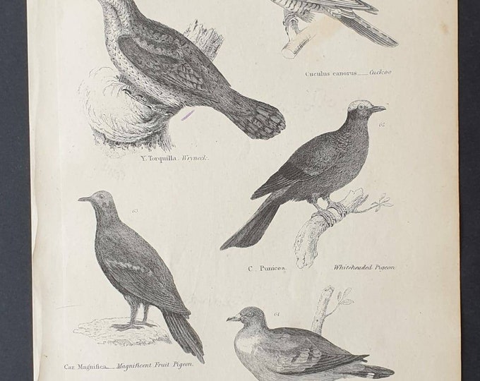 Original c1860's Museum of Natural History print - Pigeons/ Stock Dove and Cuckoo
