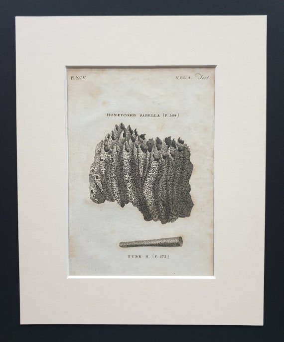 Sabella - Original 1812 British Zoology print