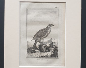 The Goshawk - Original 1812 Buffon print in mount (12)