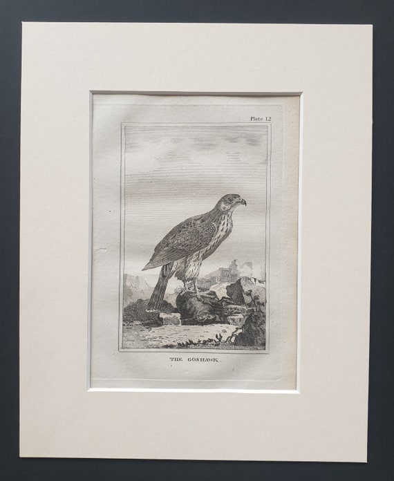 The Goshawk - Original 1812 Buffon print in mount (12)