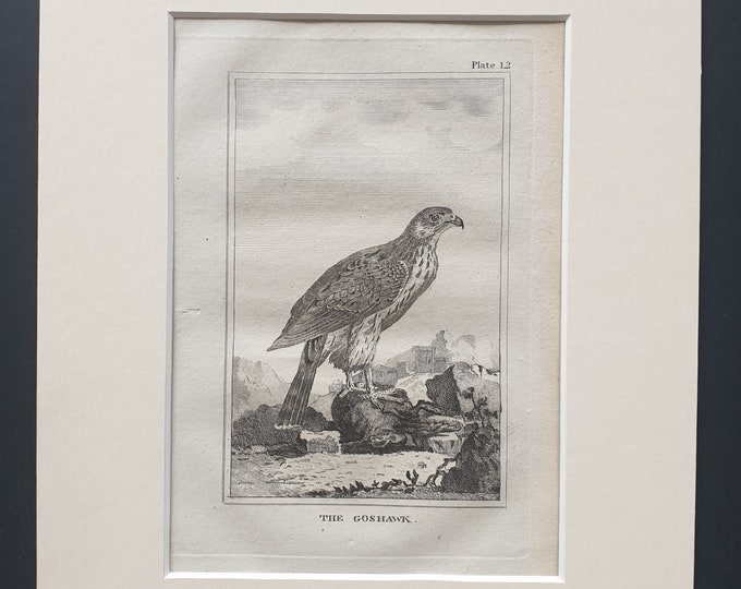 The Goshawk - Original 1812 Buffon print in mount (12)