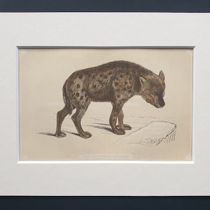 May include: An antique print of a spotted hyena, featuring a detailed illustration of the animal in shades of brown and tan. The hyena is depicted standing on a ledge, with the title "THE SPOTTED HYENA" printed below the image. The print is matted in white.