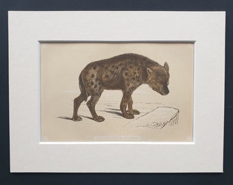 The Spotted Hyaena - Original 1851 John Tallis woodblock print