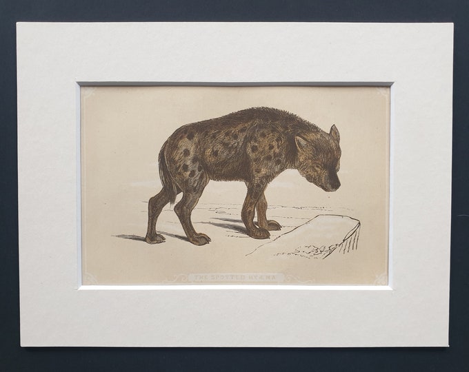 The Spotted Hyaena - Original 1851 John Tallis woodblock print