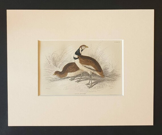 Original c1840 hand coloured bird print in mount - Little Bustard
