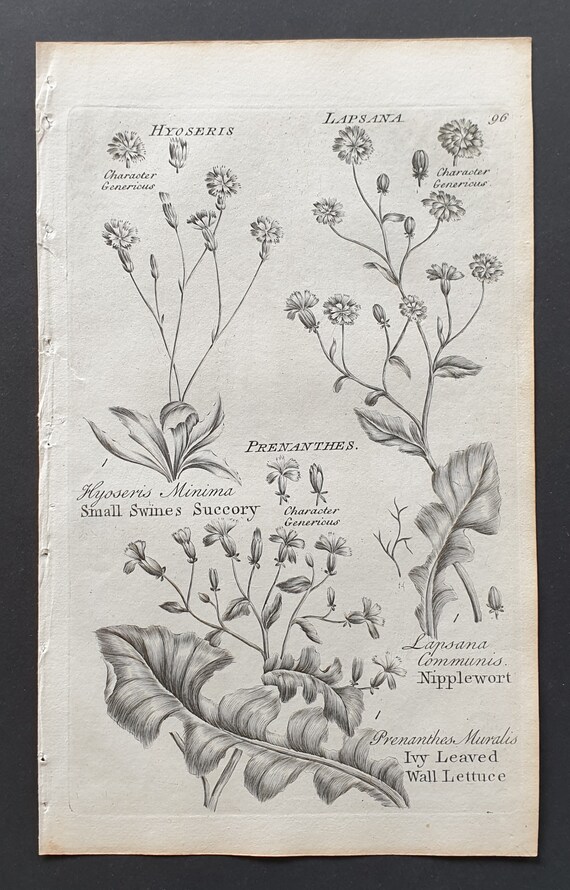 Small Swine's Succory, Nipplewort and Ivy Leaved Wall Lettuce - Original 1802 Culpeper engraving (96)