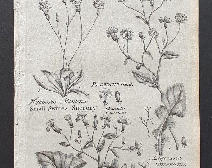 Small Swine's Succory, Nipplewort and Ivy Leaved Wall Lettuce - Original 1802 Culpeper engraving (96)
