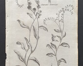 Mouse Ear Scorpion Grass and Field Mouse Ear - Original 1802 Culpeper engraving (110)