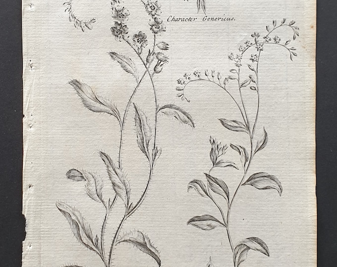 Mouse Ear Scorpion Grass and Field Mouse Ear - Original 1802 Culpeper engraving (110)