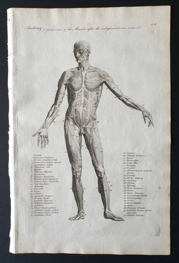 Original 1795 anatomical print - A Front view of the Muscles