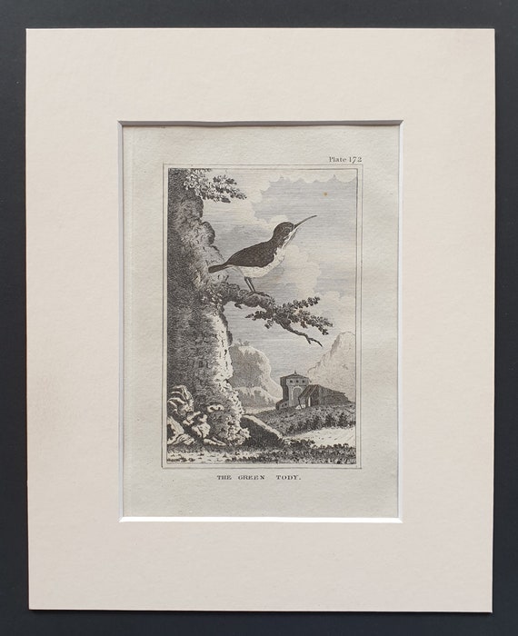 The Green Tody - Original 1812 Buffon print in mount (172)