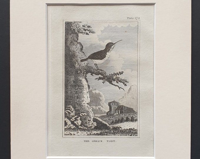 The Green Tody - Original 1812 Buffon print in mount (172)