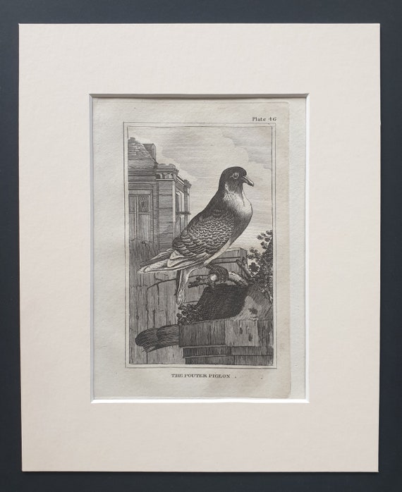 The Pouter Pigeon - Original 1812 Buffon print in mount (46)