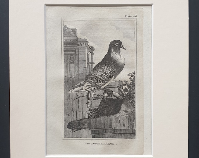 The Pouter Pigeon - Original 1812 Buffon print in mount (46)