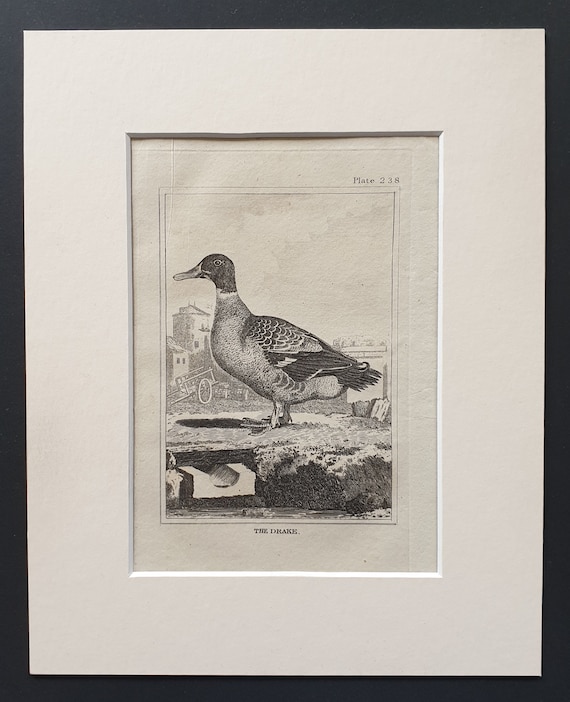 The Drake -  Original 1812 Buffon print in mount (238)