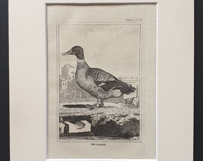 The Drake -  Original 1812 Buffon print in mount (238)
