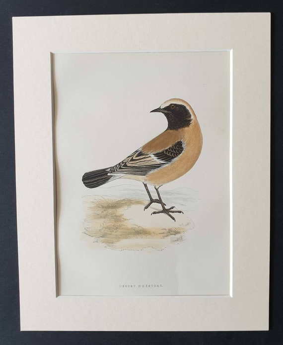Original 1891 hand coloured bird print in mount - Desert Wheatear