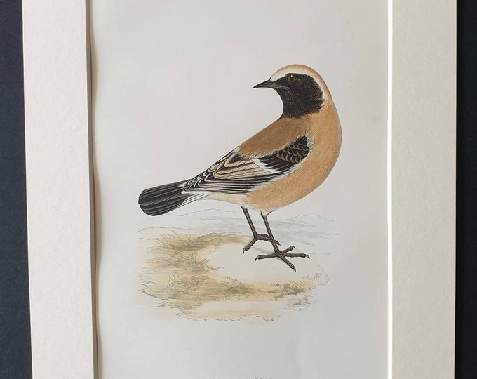 Original 1891 hand coloured bird print in mount - Desert Wheatear