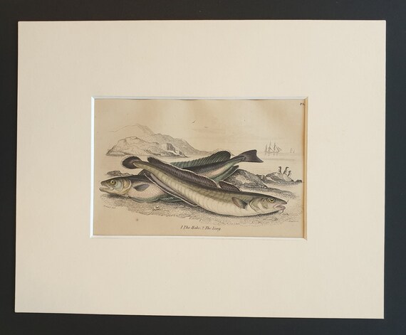 The Hake, The Ling - Original c1860 hand coloured fish print in mount