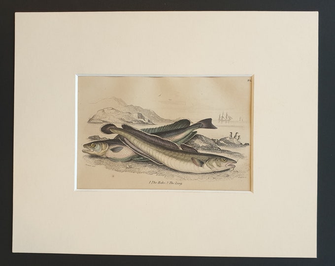 The Hake, The Ling - Original c1860 hand coloured fish print in mount