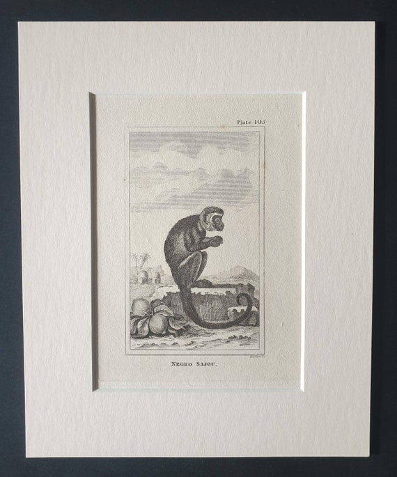 Original 1812 Buffon print in mount - Negro Sajou