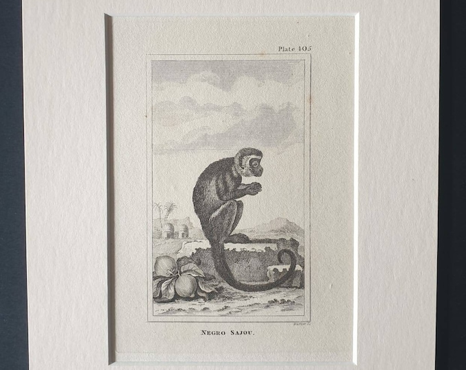 Original 1812 Buffon print in mount - Negro Sajou