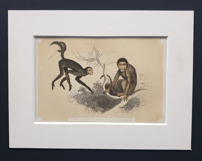 The Spider and Bonnetted Monkeys - Original 1851 John Tallis woodblock print