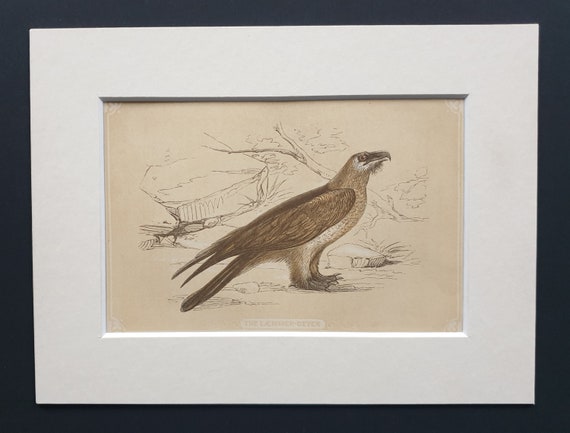 The Laemmer Geyer - Original 1851 John Tallis woodblock print