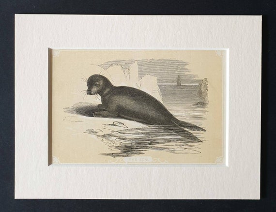 Original 1851 John Tallis woodblock print - The Seal