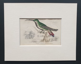 Black Breasted Hummingbird (Young Male) - Original c1840 hand coloured bird print in mount
