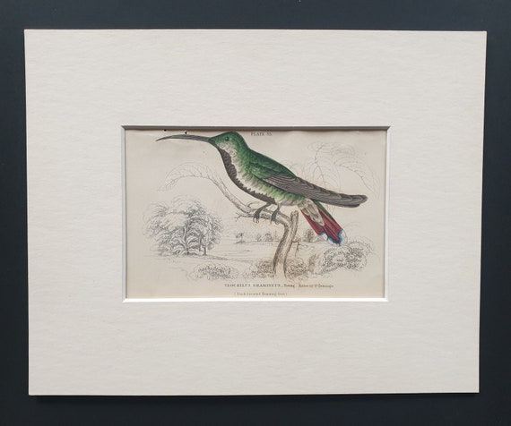Black Breasted Hummingbird (Young Male) - Original c1840 hand coloured bird print in mount