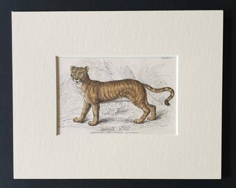 The Hybrid between a Lion and Tigress - Original 1834 hand coloured Naturalists Library print