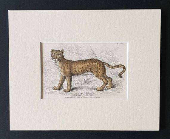 Original 1834 hand coloured  Naturalists Library print - The  Hybrid between a Lion and Tigress