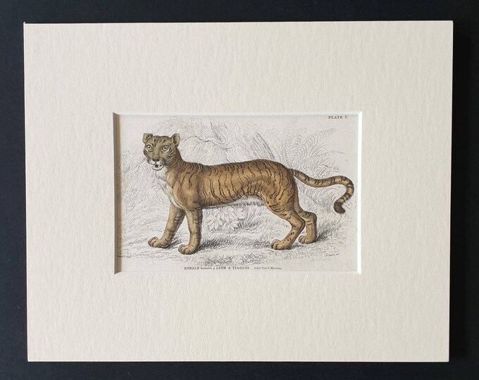 Original 1834 hand coloured  Naturalists Library print - The  Hybrid between a Lion and Tigress