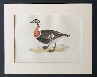 Red Breasted Goose - Original 1891 hand coloured bird print in mount