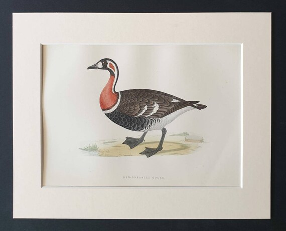 Original 1891 hand coloured bird print in mount - Red Breasted Goose