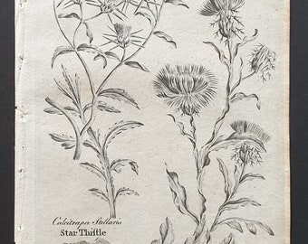 Star and Saint Barnabys Thistle - Original 1802 Culpeper engraving (176)