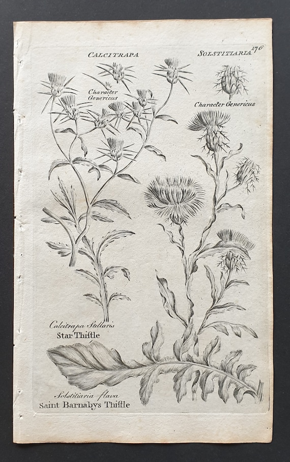 Star and Saint Barnabys Thistle - Original 1802 Culpeper engraving (176)