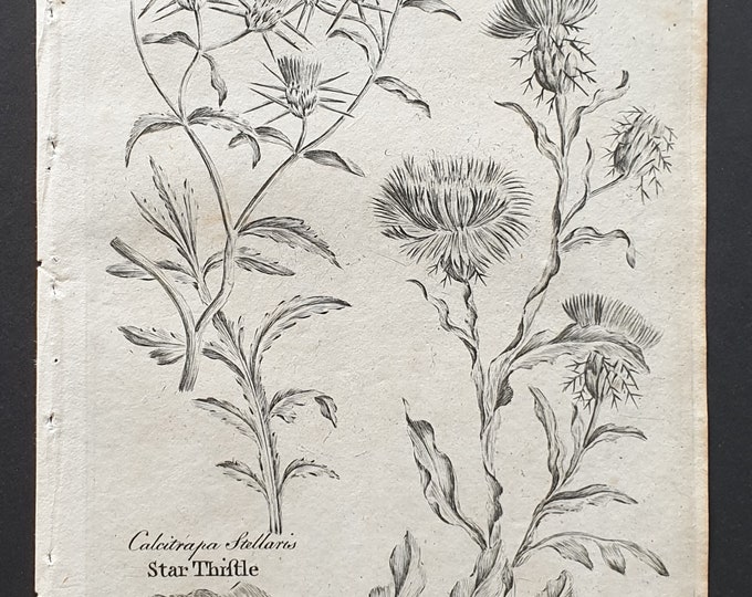 Star and Saint Barnabys Thistle - Original 1802 Culpeper engraving (176)