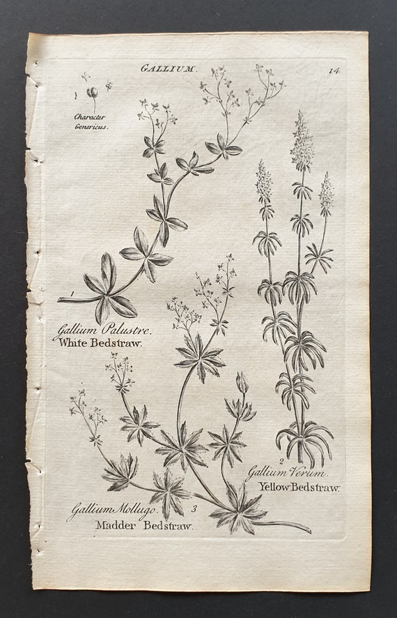 White, Madder and Yellow Bedstraw - Original 1802 Culpeper engraving (14)