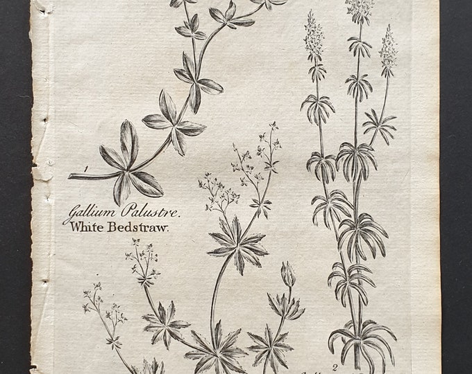 White, Madder and Yellow Bedstraw - Original 1802 Culpeper engraving (14)