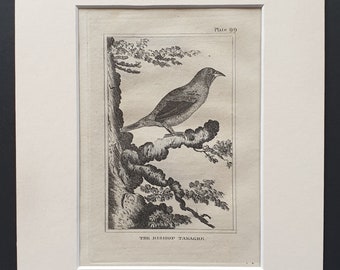 The Bishop Tanagre - Original 1812 Buffon print in mount (99)
