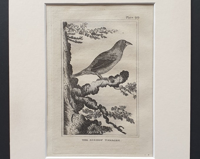 The Bishop Tanagre - Original 1812 Buffon print in mount (99)