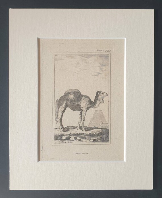 Original 1812 Buffon print in mount -  Dromedary