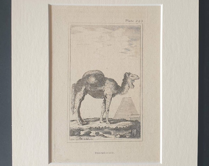 Original 1812 Buffon print in mount -  Dromedary