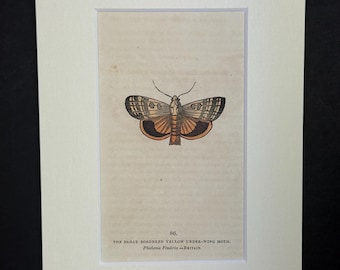 The Broad Bordered Yellow Under-Wing Moth - Original 1832 Hand Coloured Antique Print